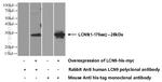 LCN9 Antibody in Western Blot (WB)