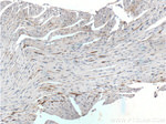 ADM2 Antibody in Immunohistochemistry (Paraffin) (IHC (P))