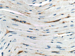 ADM2 Antibody in Immunohistochemistry (Paraffin) (IHC (P))