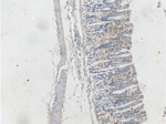 ADM2 Antibody in Immunohistochemistry (Paraffin) (IHC (P))
