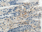 ADM2 Antibody in Immunohistochemistry (Paraffin) (IHC (P))