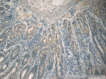 ADM2 Antibody in Immunohistochemistry (Paraffin) (IHC (P))