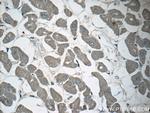 ADM2 Antibody in Immunohistochemistry (Paraffin) (IHC (P))