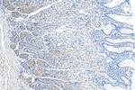 ADM2 Antibody in Immunohistochemistry (Paraffin) (IHC (P))