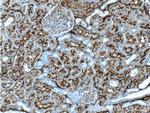 MME/CD10 Antibody in Immunohistochemistry (Paraffin) (IHC (P))