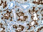 MME/CD10 Antibody in Immunohistochemistry (Paraffin) (IHC (P))