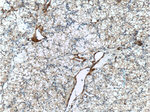 MME/CD10 Antibody in Immunohistochemistry (Paraffin) (IHC (P))