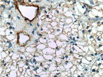 MME/CD10 Antibody in Immunohistochemistry (Paraffin) (IHC (P))