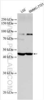 PRELP Antibody in Western Blot (WB)