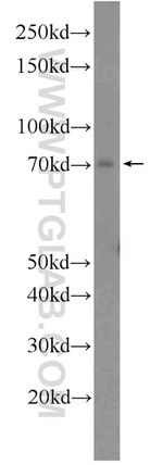 AKNA Antibody in Western Blot (WB)