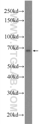 AKNA Antibody in Western Blot (WB)