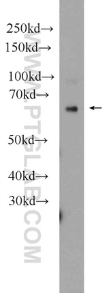 AKNA Antibody in Western Blot (WB)