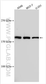 PTPRU Antibody in Western Blot (WB)