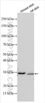 KLK7 Antibody in Western Blot (WB)