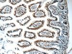 RSRC1 Antibody in Immunohistochemistry (Paraffin) (IHC (P))