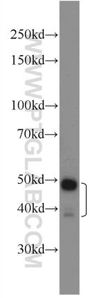RSRC1 Antibody in Western Blot (WB)