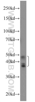 RSRC1 Antibody in Western Blot (WB)