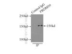 PRDM10 Antibody in Immunoprecipitation (IP)