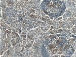 IREB2 Antibody in Immunohistochemistry (Paraffin) (IHC (P))