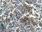 IREB2 Antibody in Immunohistochemistry (Paraffin) (IHC (P))