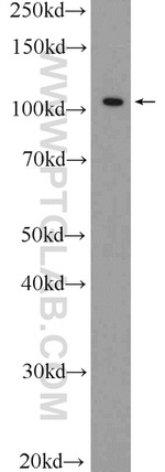 IREB2 Antibody in Western Blot (WB)