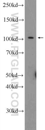 IREB2 Antibody in Western Blot (WB)