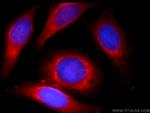 LYRM7 Antibody in Immunocytochemistry (ICC/IF)