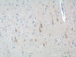 ANXA2R Antibody in Immunohistochemistry (Paraffin) (IHC (P))