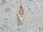 ANXA2R Antibody in Immunohistochemistry (Paraffin) (IHC (P))