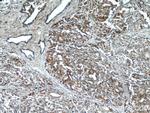 ANXA2R Antibody in Immunohistochemistry (Paraffin) (IHC (P))