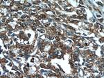 ANXA2R Antibody in Immunohistochemistry (Paraffin) (IHC (P))