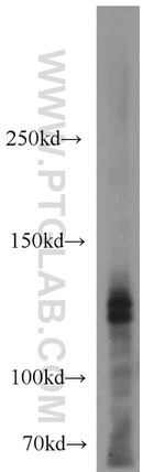 CLIP1 Antibody in Western Blot (WB)