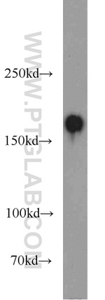 CLIP1 Antibody in Western Blot (WB)