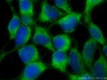 NAT8L Antibody in Immunocytochemistry (ICC/IF)