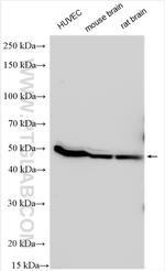 NAT8L Antibody in Western Blot (WB)