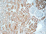 NDUFC1 Antibody in Immunohistochemistry (Paraffin) (IHC (P))