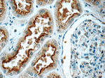 NDUFC1 Antibody in Immunohistochemistry (Paraffin) (IHC (P))