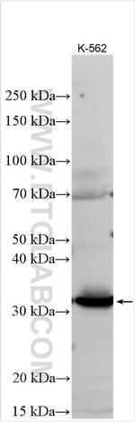 SCF Antibody in Western Blot (WB)