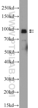 NARG1 Antibody in Western Blot (WB)