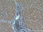 IER2 Antibody in Immunohistochemistry (Paraffin) (IHC (P))