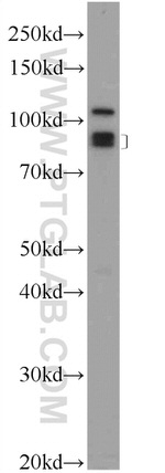 BCHE Antibody in Western Blot (WB)