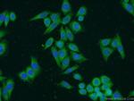 BCHE Antibody in Immunocytochemistry (ICC/IF)