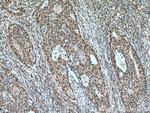 USP39 Antibody in Immunohistochemistry (Paraffin) (IHC (P))
