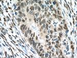 USP39 Antibody in Immunohistochemistry (Paraffin) (IHC (P))