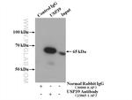 USP39 Antibody in Immunoprecipitation (IP)
