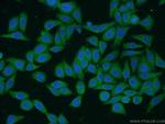 MRPL33 Antibody in Immunocytochemistry (ICC/IF)