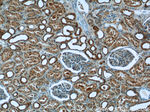MRPL33 Antibody in Immunohistochemistry (Paraffin) (IHC (P))