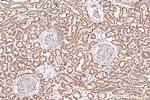 MRPL33 Antibody in Immunohistochemistry (Paraffin) (IHC (P))