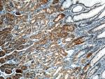 TMEM208 Antibody in Immunohistochemistry (Paraffin) (IHC (P))
