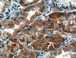 TMEM208 Antibody in Immunohistochemistry (Paraffin) (IHC (P))